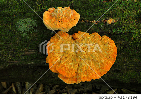 倒木に発生したオレンジ色のサルノコシカケー癒しの森 福島県只見町の