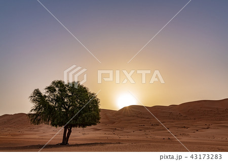 ワヒバ砂漠の夜明け(オマーン、ワヒバ・サンズ) 43173283