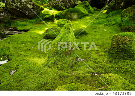 岩泉龍泉洞は苔も綺麗 岩泉龍泉洞は苔も綺麗 43173309