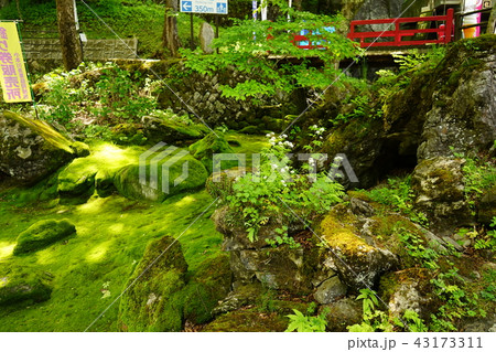 岩泉龍泉洞は苔も綺麗 岩泉龍泉洞は苔も綺麗 43173311