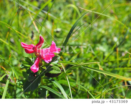 ヨーロッパアルプスの高山植物:赤花29 ヨーロッパアルプスの高山植物:赤花29 43173369