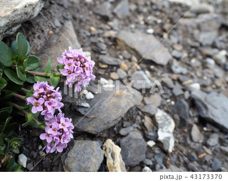 ヨーロッパアルプスの高山植物:赤花30 ヨーロッパアルプスの高山植物:赤花30 43173370