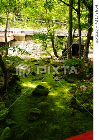 龍泉洞は苔も綺麗 43173604