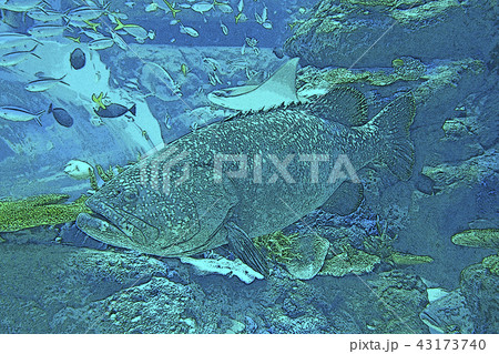 カスリハタ 43173740