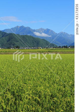 山麓から望む夏の北アルプス後立山連峰 山麓から望む夏の北アルプス後立山連峰 43173856