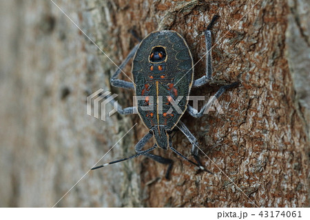 生き物 昆虫 キマダラカメムシ 幼虫です 黄色い縁取りにオレンジ色の斑点 背中に青い顔が の写真素材