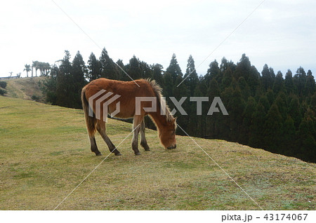 ミサキウマ(岬馬) 1頭（都井岬／宮崎県串間市大納） 43174067