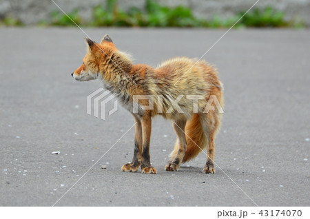 キタキツネ(北海道阿寒郡阿寒町) キタキツネ(北海道阿寒郡阿寒町) 43174070