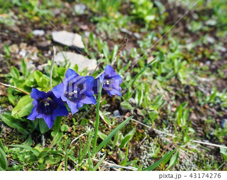 ヨーロッパアルプスの高山植物：青花20 43174276