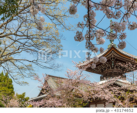本法寺 - 桜 本法寺 - 桜 43174652