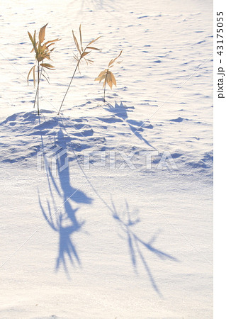 冬枯れの笹と影、雪面模様、冬景色 43175055