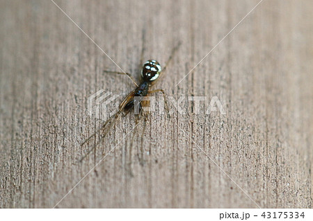 生き物 蜘蛛 ヒメアシナガグモ、オスです。体長は二ミリ半ほど、お面のような模様が特徴でしょうか? 生き物 蜘蛛 ヒメアシナガグモ、オスです。体長は二ミリ半ほど、お面のような模様が特徴でしょうか? 43175334
