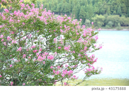 余呉湖の百日紅 余呉湖の百日紅 43175888