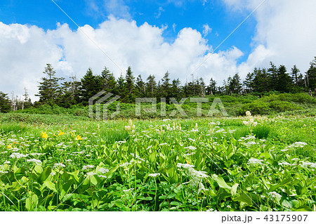 八幡平に群生するコバイケソウとニッコウキスゲ　岩手県八幡平市 43175907