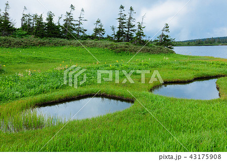 棚田のような池塘が連なる美景　夏の八幡平　岩手県八幡平市 43175908