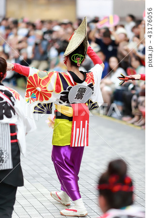 よさこい よさこい 43176056