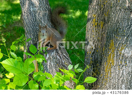 brown furry squirrel eats and looks wary straight brown furry squirrel eats and looks wary straight 43176386
