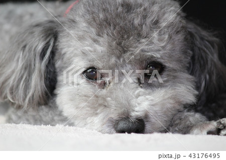 トイプードル 表情 犬の顔のアップ カメラ目線のトイプードルの顔 トイプードル 表情 犬の顔のアップ カメラ目線のトイプードルの顔 43176495