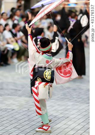 よさこい よさこい 43176537