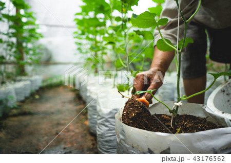 Melon tree Growing In the greenhouse ,Leaf check 43176562