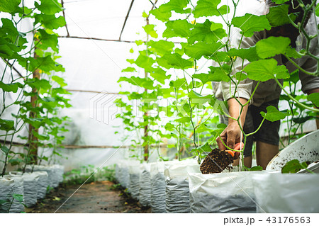 Melon tree Growing In the greenhouse ,Leaf check 43176563