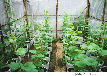 Melon tree Growing In the greenhouse ,Leaf check 43176568