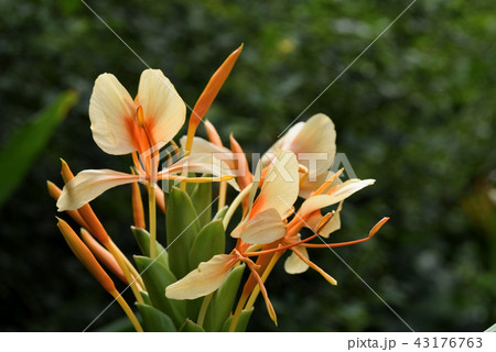 ジンジャー ジンジャー 43176763