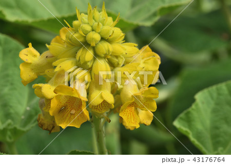 キバナツノゴマ キバナツノゴマ 43176764