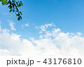 空 雲 木 43176810