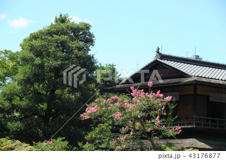 京都御苑の九條池の百日紅 京都御苑の九條池の百日紅 43176877