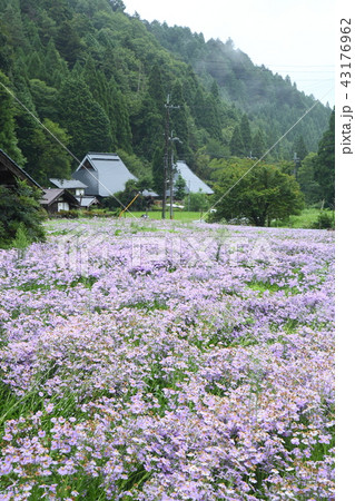 北山友禅菊 43176962