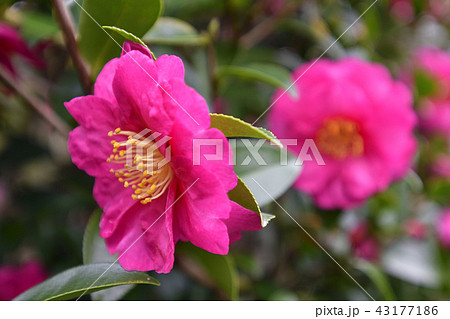 嵯峨鳥居本 山茶花 嵯峨鳥居本 山茶花 43177186