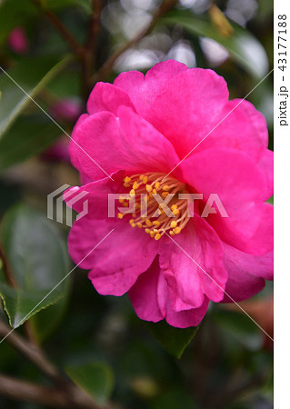 嵯峨鳥居本　山茶花 43177188