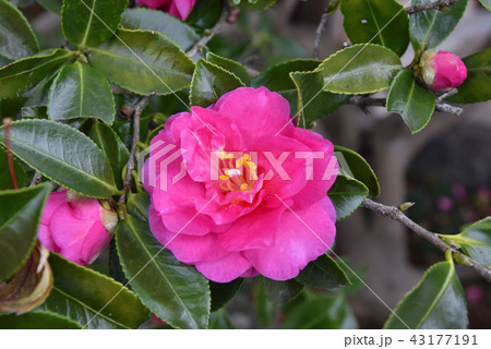 嵯峨鳥居本 山茶花 嵯峨鳥居本 山茶花 43177191