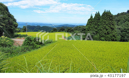 棚田に実る稲穂 棚田に実る稲穂 43177197