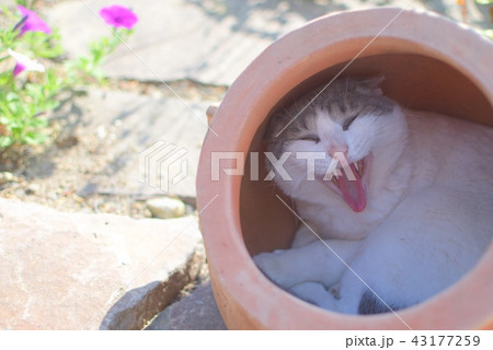 植木鉢の中に入ってる猫 植木鉢の中に入ってる猫 43177259