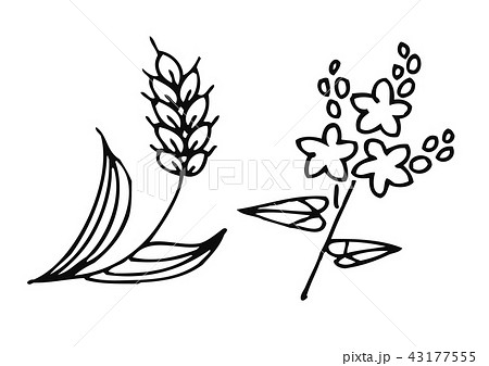 小麦イラストとそばの花イラストのイラスト素材
