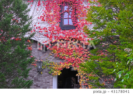 ナツヅタの紅葉 43178041