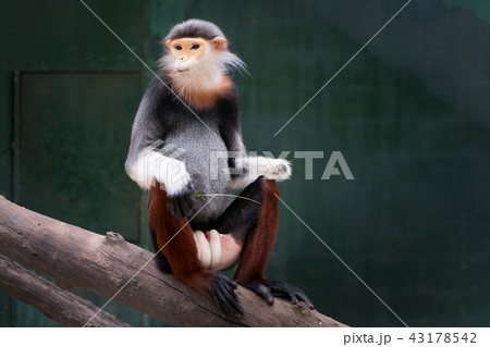 One Red-shanked douc eating leaf. 43178542