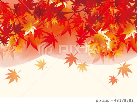 滲み 紅葉 四 43178583