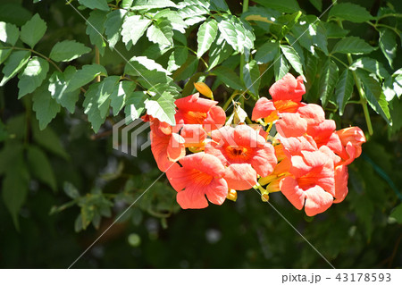 ノウゼンカズラ(凌霄花) ノウゼンカズラ(凌霄花) 43178593