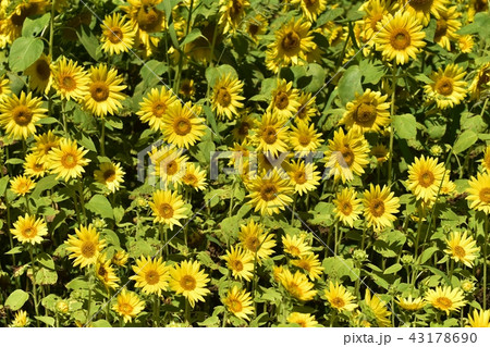 ひまわり園 43178690