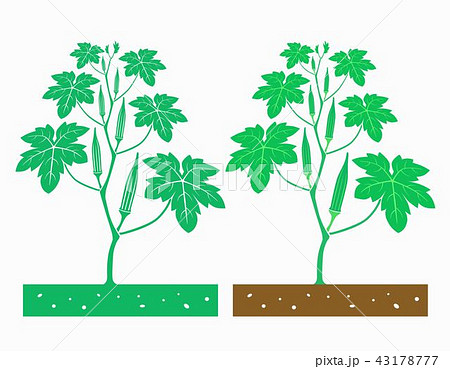 Okra Plant Stock Illustration