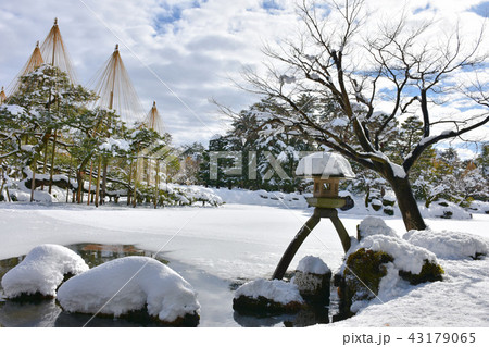兼六園 ことじ灯篭と雪吊りの雪景色 43179065