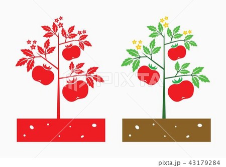 tomato plant 43179284