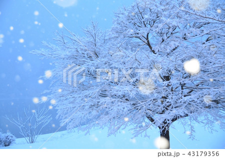 降り積もる雪 降り積もる雪 43179356