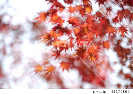 紅葉 カエデ 秋 43179360
