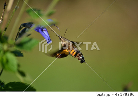 ホシホウジャク・オオスカシバ ホシホウジャク・オオスカシバ 43179396