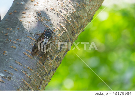 木にとまるアブラゼミ 43179984