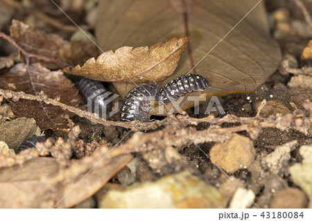 ダンゴムシ ダンゴムシ 43180084